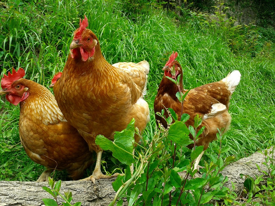 SI la plupart des élèves font le lien entre la poule et l'oeuf, beaucoup ignorent le lien entre le poulet et le nugget.